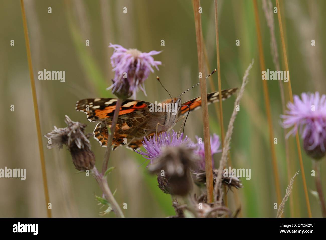 Painted Lady Butterfly - Vanessa cardui Foto Stock