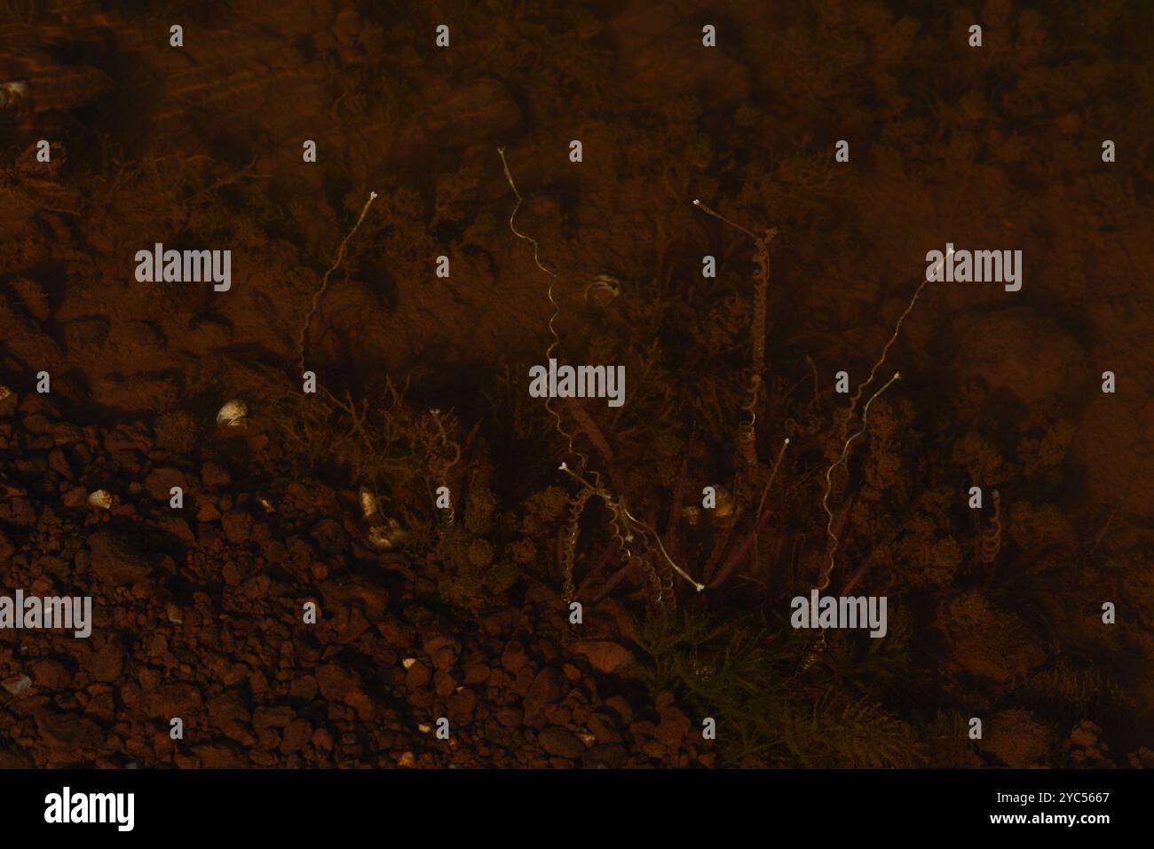 Tapegrass (Vallisneria spiralis) Plantae Foto Stock