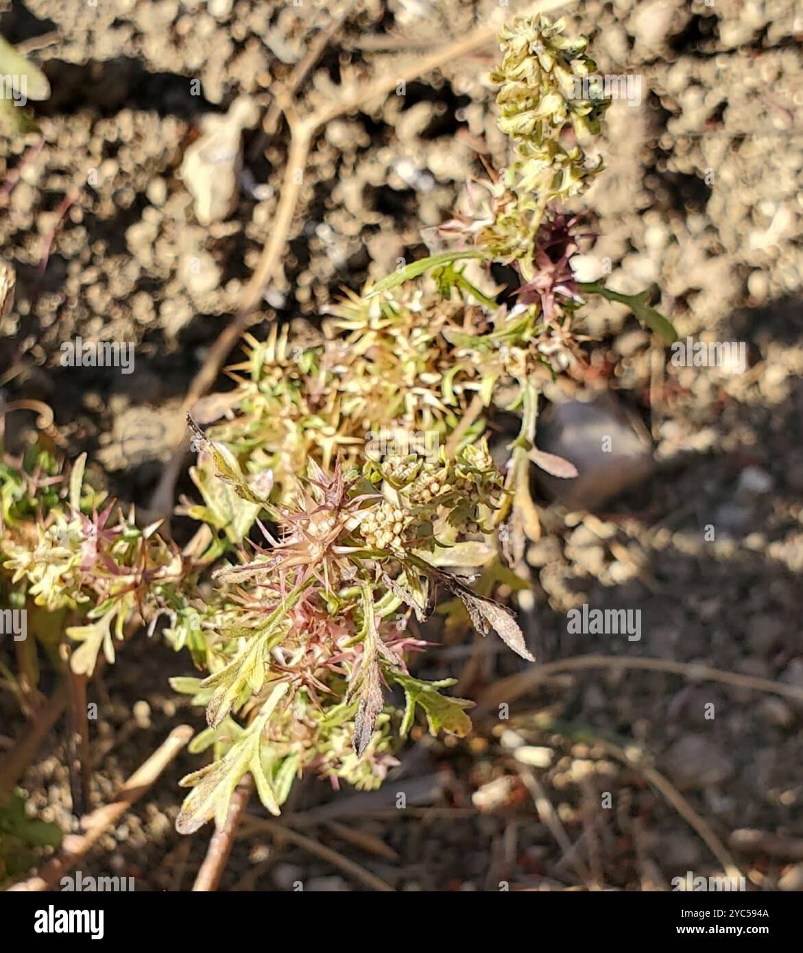 Plantae del borsone della colonna vertebrale piatta (Ambrosia acanthicarpa) Foto Stock