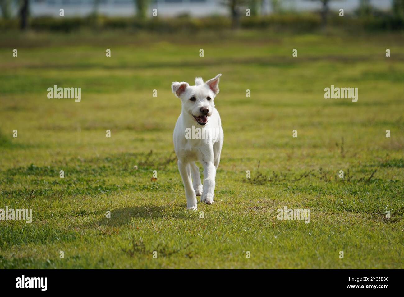 Cane bianco che corre sull'erba verde del parco Foto Stock