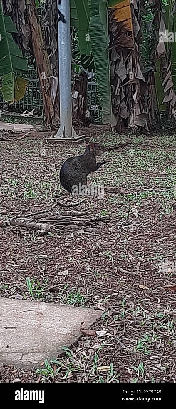 Nero Agouti (Dasyprocta fuliginosa) Mammalia Foto Stock