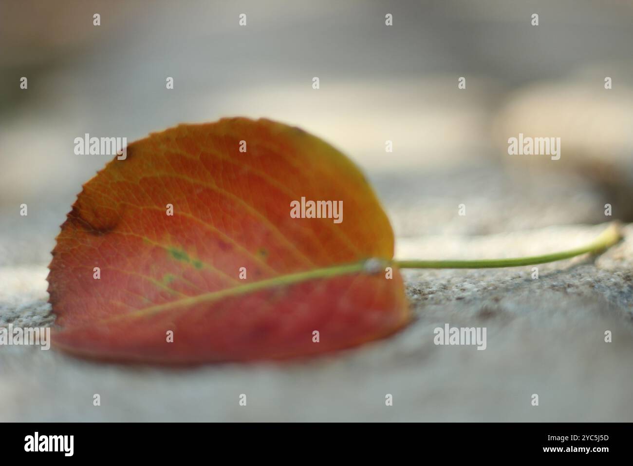 Le foglie dei colori autunnali cadono a terra. Messa a fuoco selettiva sulle lamelle. Foto Stock