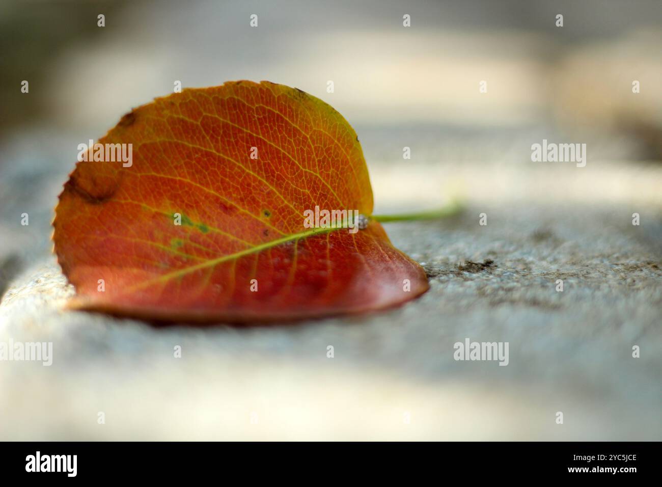 Le foglie dei colori autunnali cadono a terra. Messa a fuoco selettiva sulle lamelle. Foto Stock
