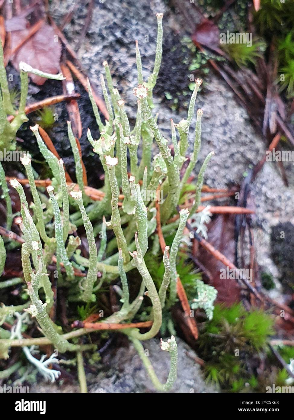 Funghi a corno liscio Lichen (Cladonia gracilis) Foto Stock