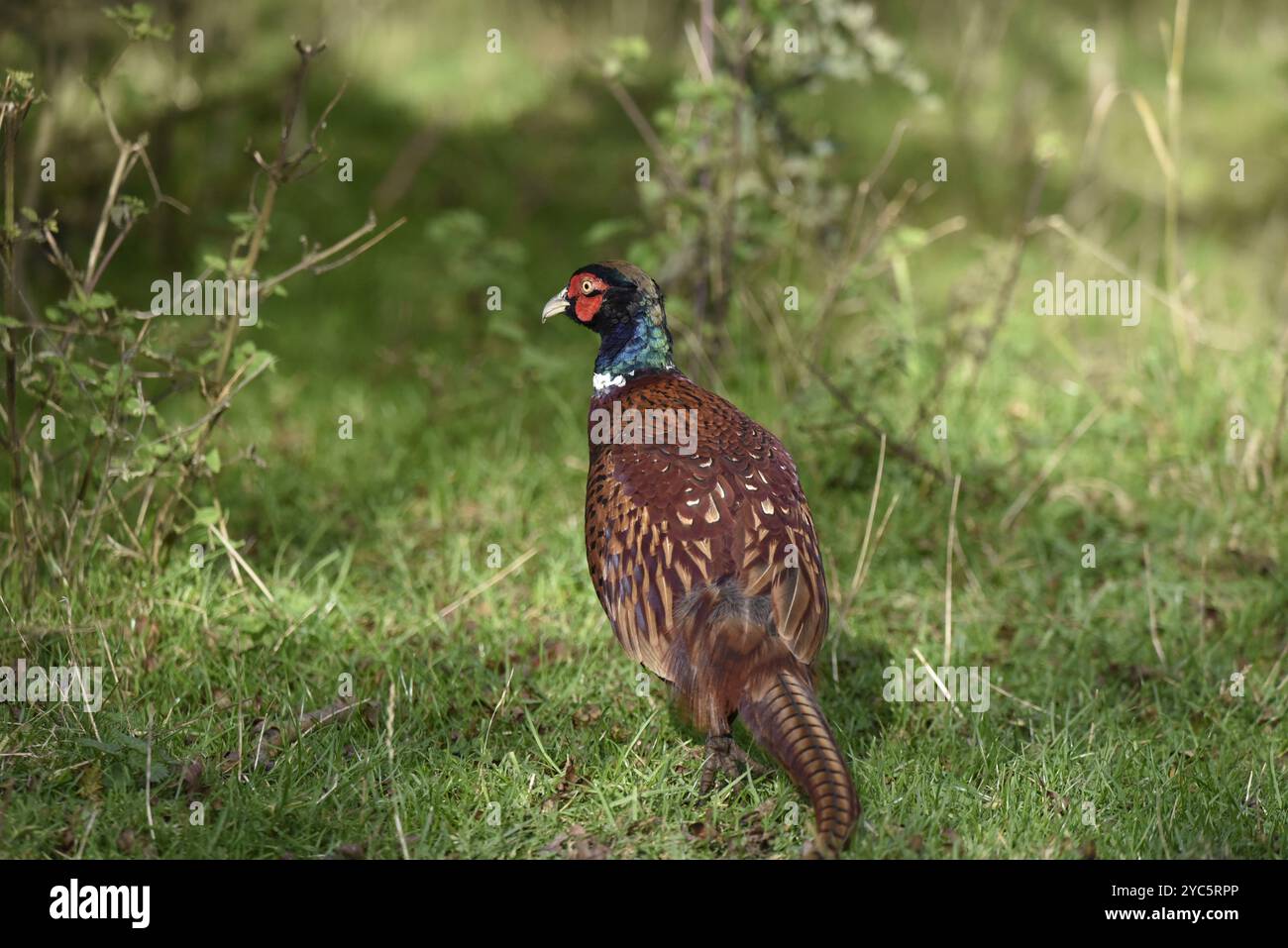 Vista posteriore di un fagiano comune maschile (Phasianus colchicus) con testa girata a sinistra di immagine, scattata in una foresta dello Staffordshire nel Regno Unito, in ottobre Foto Stock