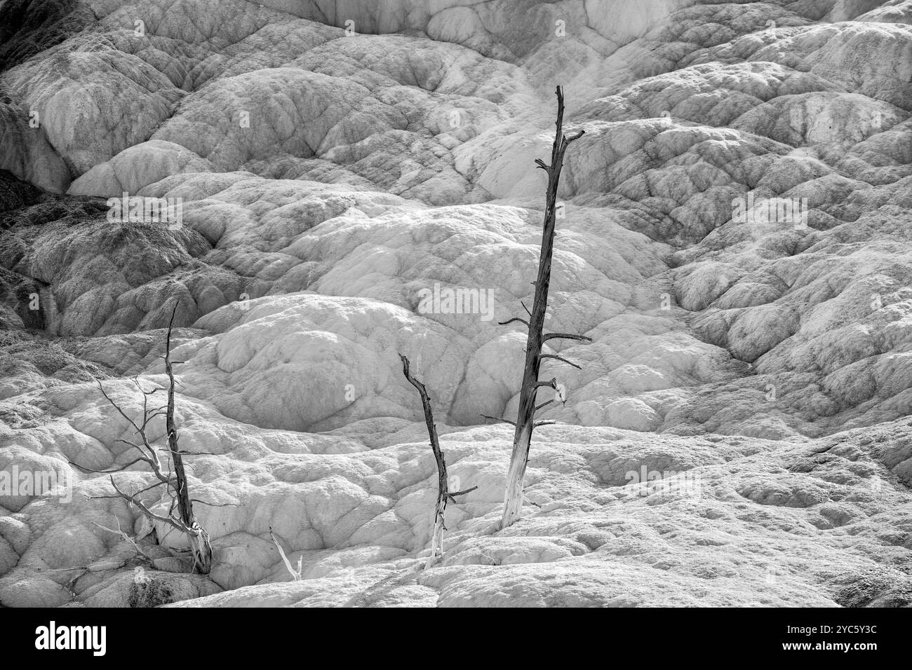 WY05046-00-BW..... WYOMING - alberi morti nelle Lower Terraces delle Mammoth Hot Springs, parco nazionale di Yellowstone. Foto Stock