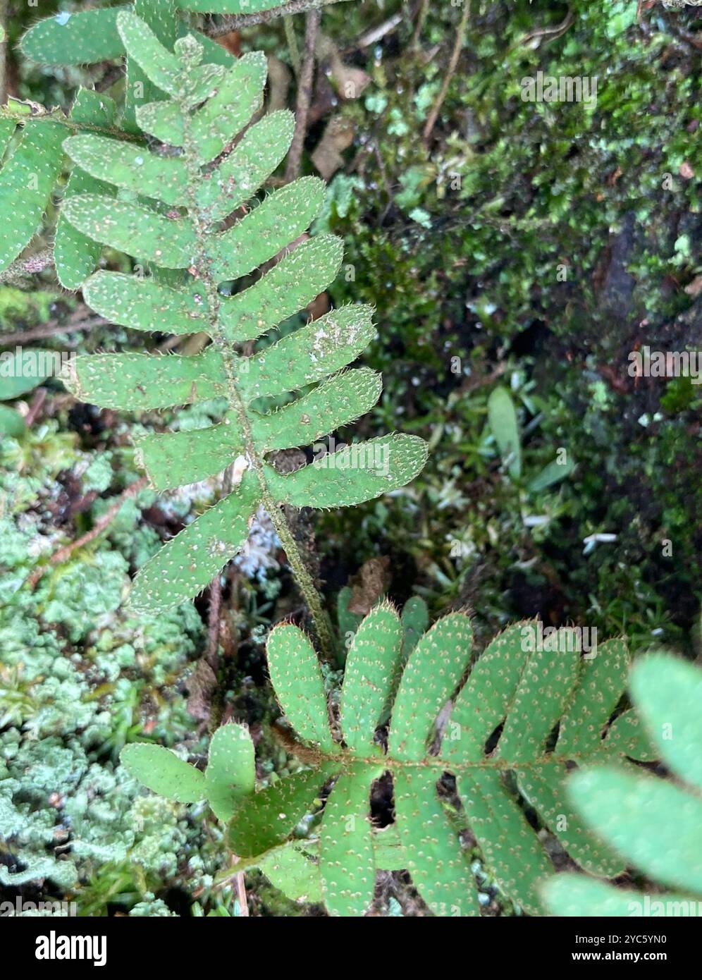 Felce di risurrezione tropicale (Pleopeltis polypodioides) Plantae Foto Stock