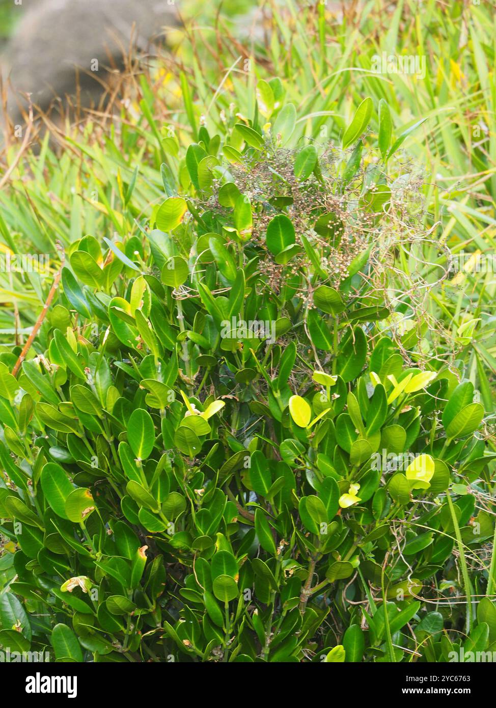 Garcinia comune (Garcinia subelliptica) Plantae Foto Stock