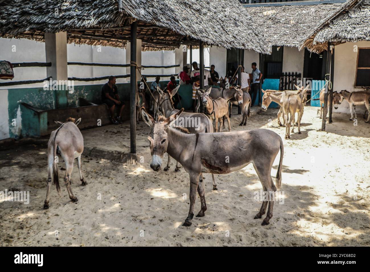 Lamu, Kenya. 17 ottobre 2024. Gli asini sono visti al centro del Santuario dell'asino in Kenya nella città vecchia di Lamu. Il Donkey Sanctuary Kenya, affiliato al Donkey Sanctuary UK, si prende cura degli asini malati e istruisce i proprietari sulla corretta cura degli animali. Nella città vecchia di Lamu, dove gli asini sono stati essenziali per il trasporto fin dal XIV secolo a causa di strade strette non adatte ai veicoli, questi animali spesso affrontano il lavoro eccessivo, la crudeltà e l'esposizione a rifiuti di plastica dannosi. Gli sforzi del santuario mirano ad affrontare questi problemi, migliorando il benessere degli asini, che è cruciale per la comunità locale. (Immagine di credito: © Foto Stock