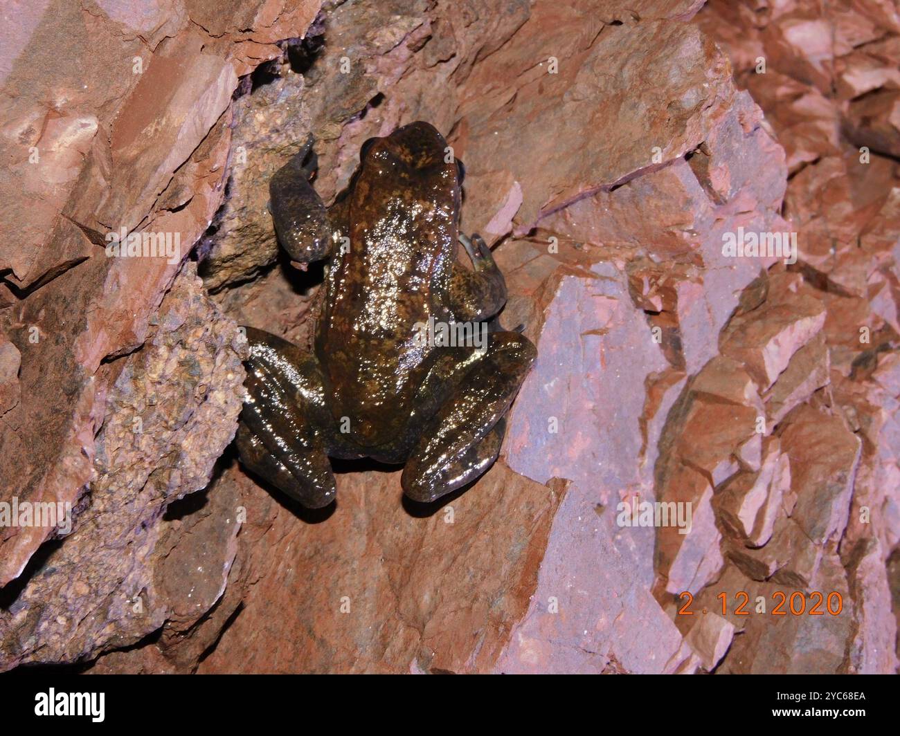 Rana italiana (Rana italica) Amphibia Foto Stock