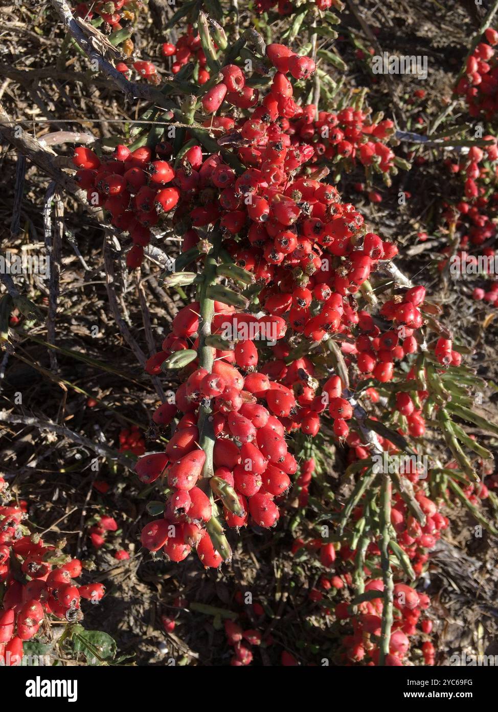 Christmas cholla (Cylindropuntia leptocaulis) Plantae Foto Stock