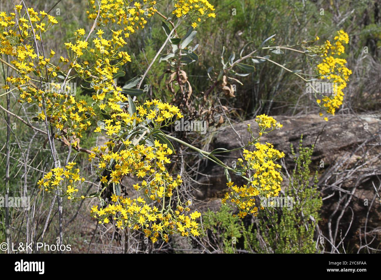 Ragwort duro (Senecio rigidus) Plantae Foto Stock