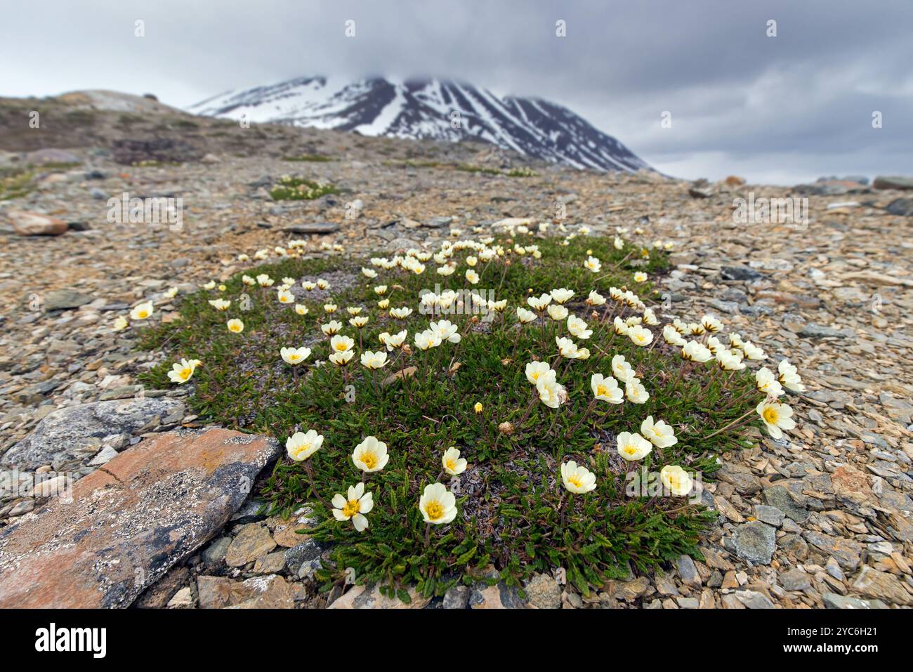 Avens di montagna / avens di montagna di ottupetali / secche bianche / secche bianche (Dryas octopetala) in fiore in estate, Svalbard / Spitsbergen, Norvegia Foto Stock