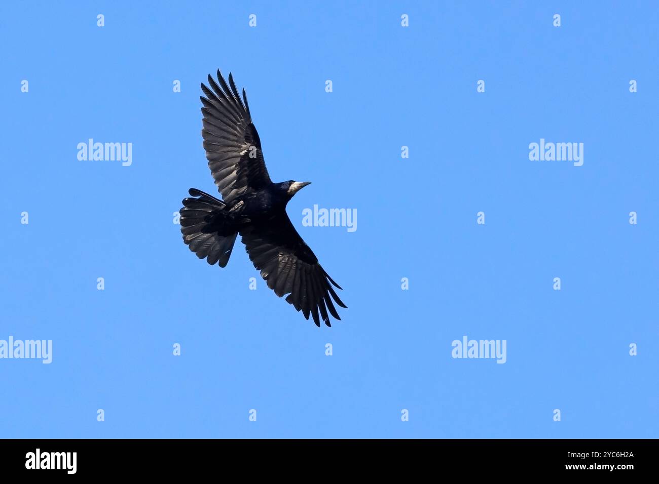 Rook (Corvus frugilegus) che vola con piume di coda sparse contro il cielo blu Foto Stock