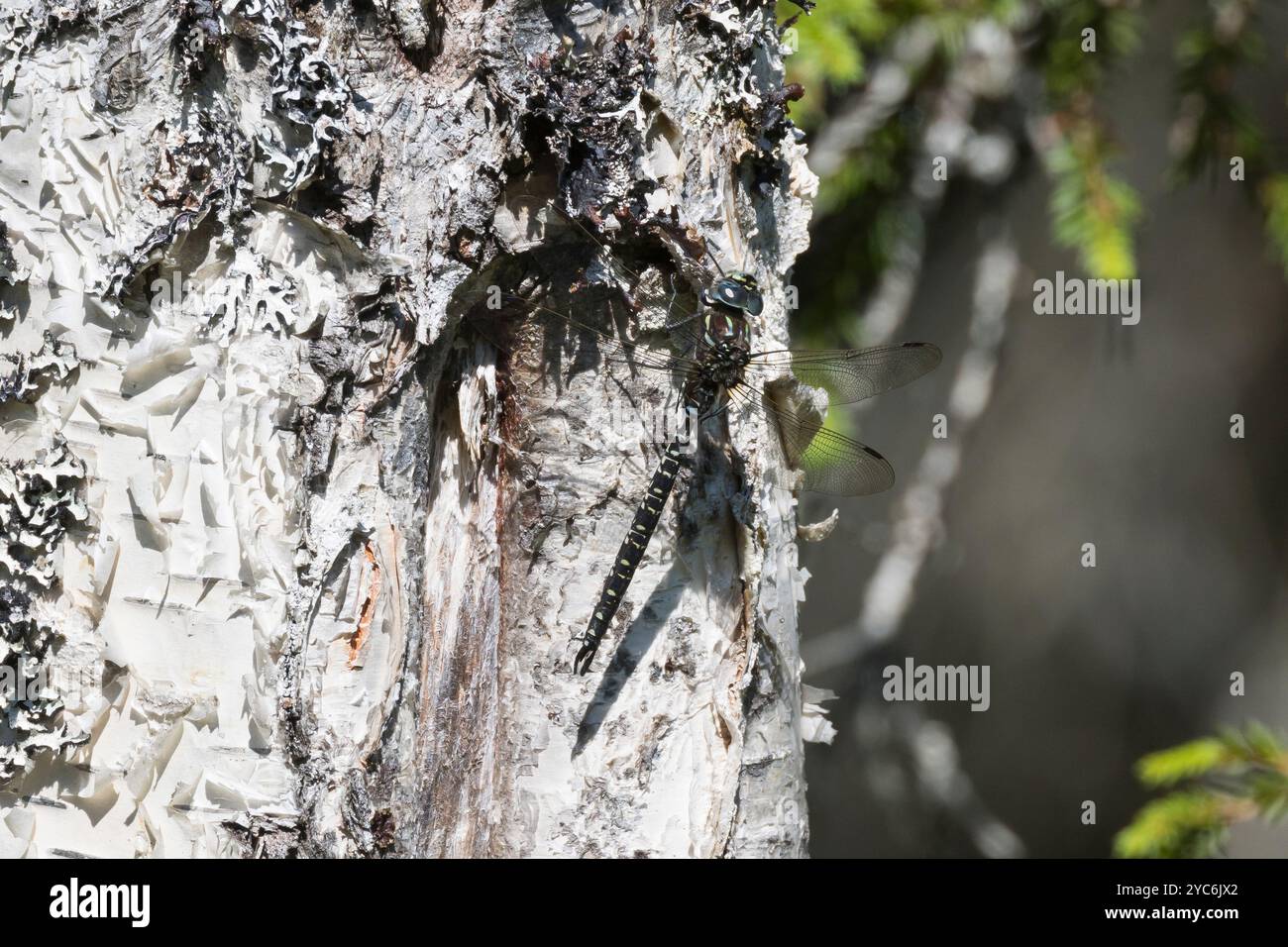 Hochmoor-Mosaikjungfer, Hochmoormosaikjungfer, Männchen, Aeshna subarctica, Aeschna subarctica, Hawker subartico, maschio, Æschne subarctique, Edellibell Foto Stock