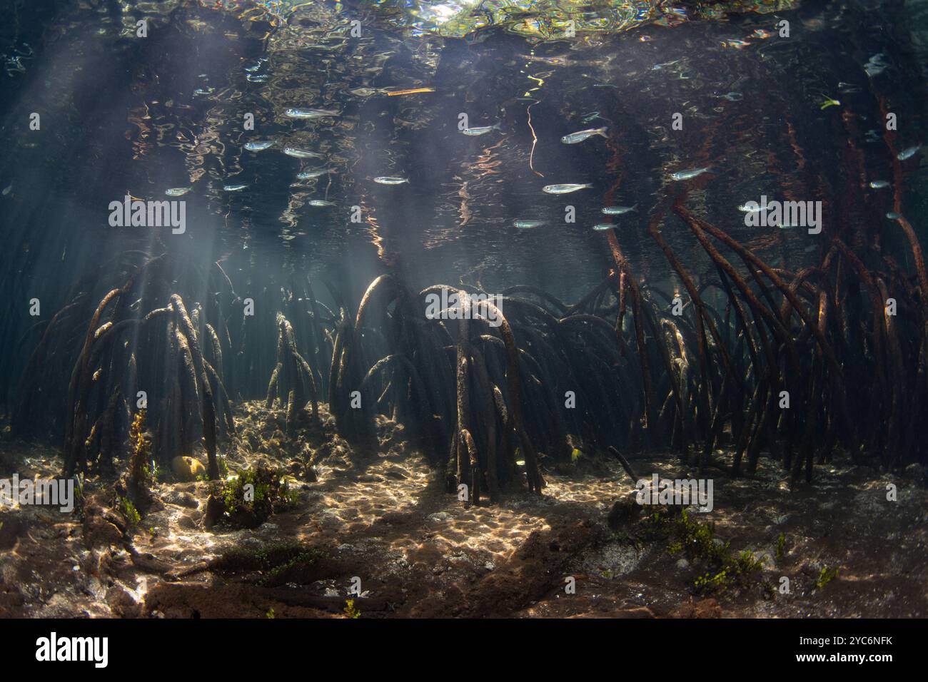 La luce del sole scende in una foresta di mangrovie scura sulla costa di un'isola remota in Indonesia. Le mangrovie fungono da vivai vitali per pesci e invertiti. Foto Stock