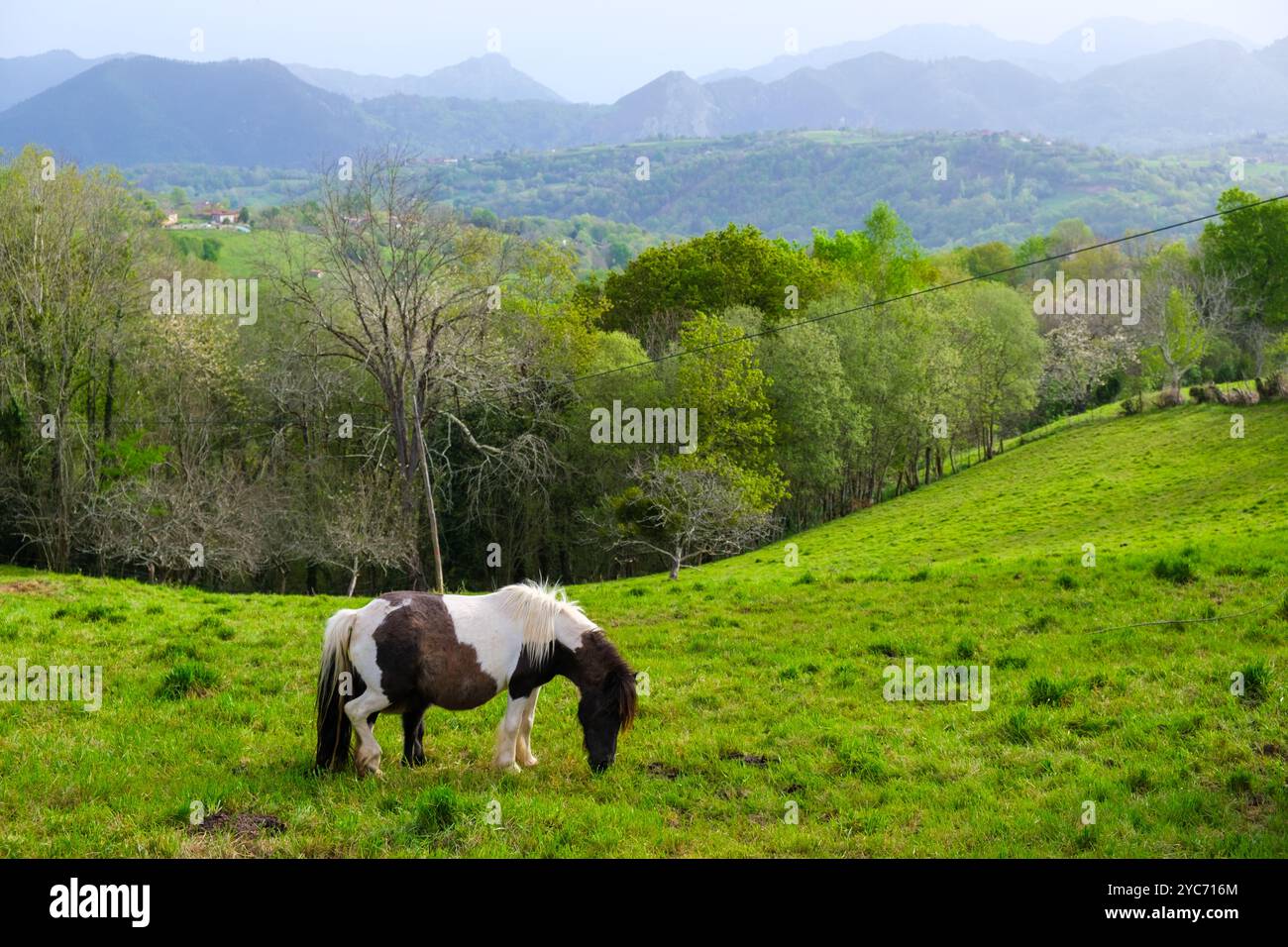 Un cavallo marrone e bianco pascolano su una lussureggiante collina verde, circondata da vibrante erba verde. Il cavallo mangia tranquillamente l'erba, la sua coda ondeggiante Foto Stock