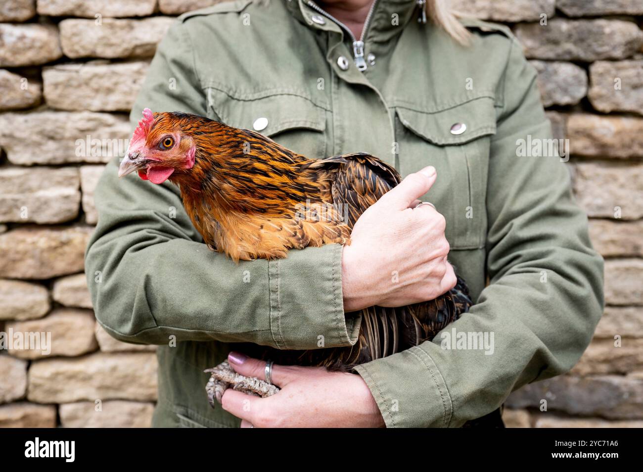 Churt, Regno Unito, lunedì 19 agosto 2024 Una gallina viene trasportata dal suo proprietario su terreni agricoli a Churt, Surrey. Crediti: DavidJensen / Empics Entertainment / Alamy Live News Foto Stock