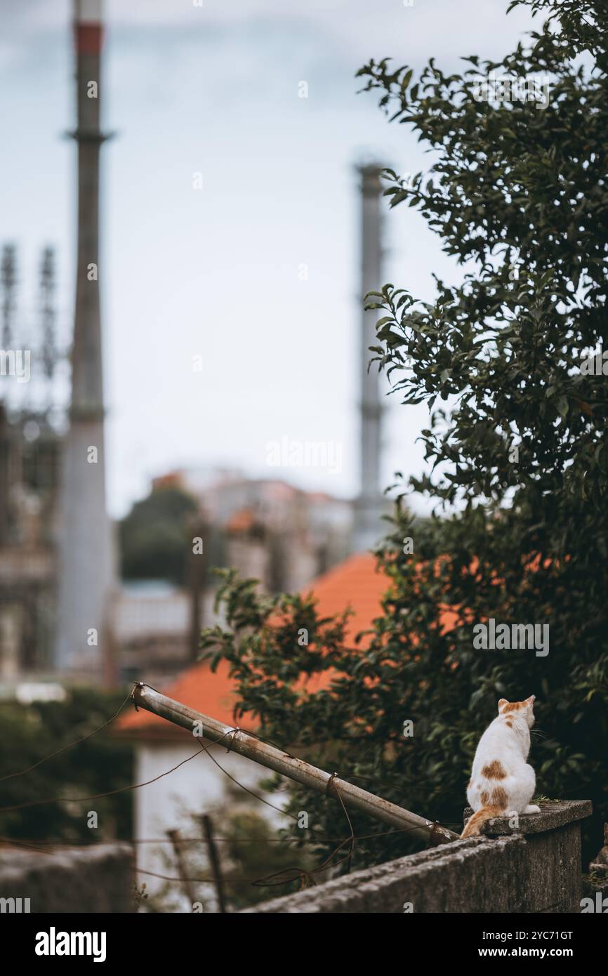 Un gatto bianco con macchie marroni si trova su una parete di cemento, guardando in lontananza. Sullo sfondo, camini industriali sfocati e fogliame creano un effetto co Foto Stock
