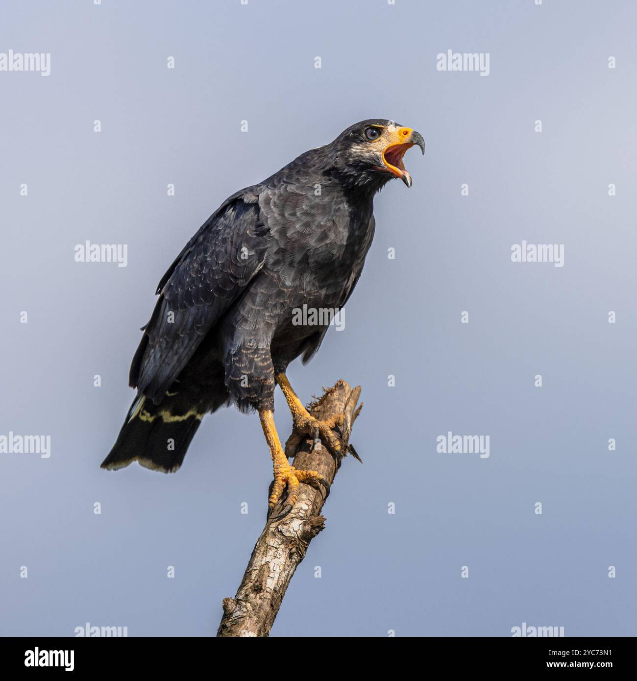 Falco Nero comune (Buteogallus anthracinus) è un uccello preda della famiglia degli Accipitridae, che comprende anche aquile, falchi e avvoltoi. Si alimenta Foto Stock