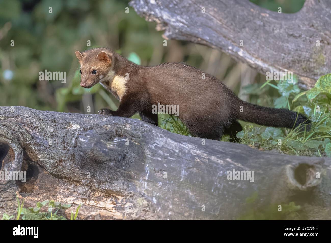 Martora di pino (Martes Martes) su tronco in circostanze buie in una foresta di notte. Fauna selvatica scena della natura in Europa. Foto Stock