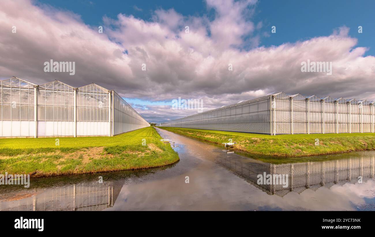 Esterni industriali a effetto serra nei Paesi Bassi. Industria alimentare con edifici giganti. Foto Stock