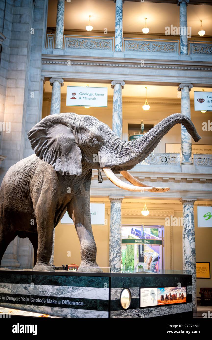Museo nazionale di storia naturale Henry the Elephant Washington DC // WASHINGTON DC — Henry the Elephant, un esemplare africano di elefante Bush, è l'iconico pezzo centrale della Rotonda del National Museum of Natural History. Questo famoso monte tassidermico, inaugurato nel 1959, è il simbolo più riconoscibile del museo. L'esemplare accoglie milioni di visitatori ogni anno all'ingresso principale del museo sul National Mall. Foto Stock