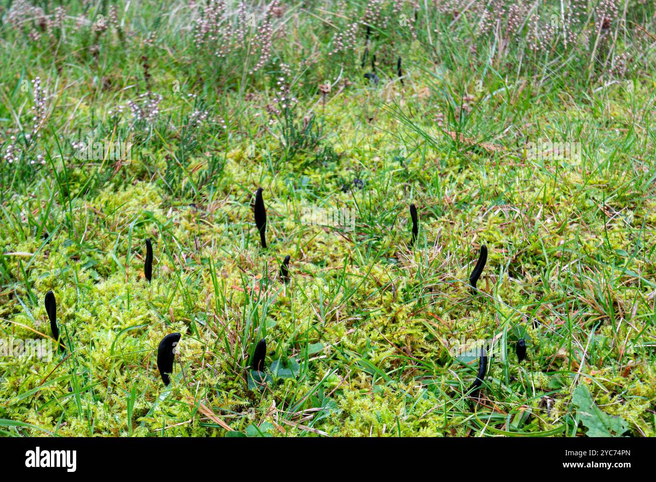 Funghi della lingua terrestre (Geoglossum fallax), lingue terrestri, che crescono in praterie povere di nutrienti in un vecchio cimitero, Surrey, Inghilterra, Regno Unito, durante l'autunno Foto Stock