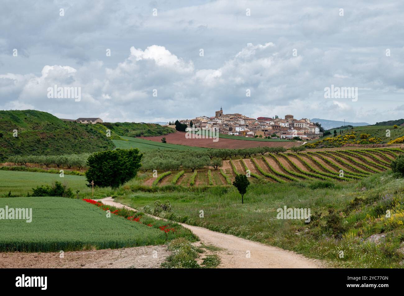 Una strada sterrata che si snoda attraverso i vigneti sulla strada per il villaggio spagnolo di Cirauqui. Questo a parte la via Camino Foto Stock