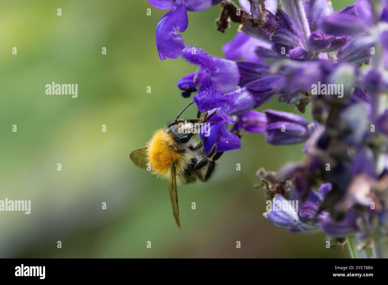 Primo piano di Salvia blu nebbioso, Salvia con bumblebee in avvicinamento, Bombus terrestri, con una lunga lingua chiaramente visibile e allungata contro sfocatura Foto Stock