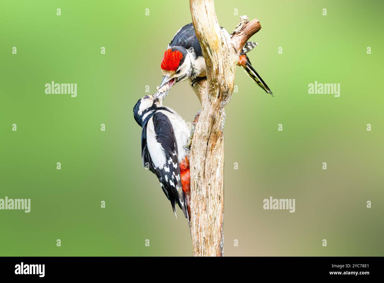 Primo piano di una femmina adulta e di un giovane picchio maculato, Dendrocopos Major, insieme su un tronco verticale di un albero mentre il giovane viene nutrito Foto Stock