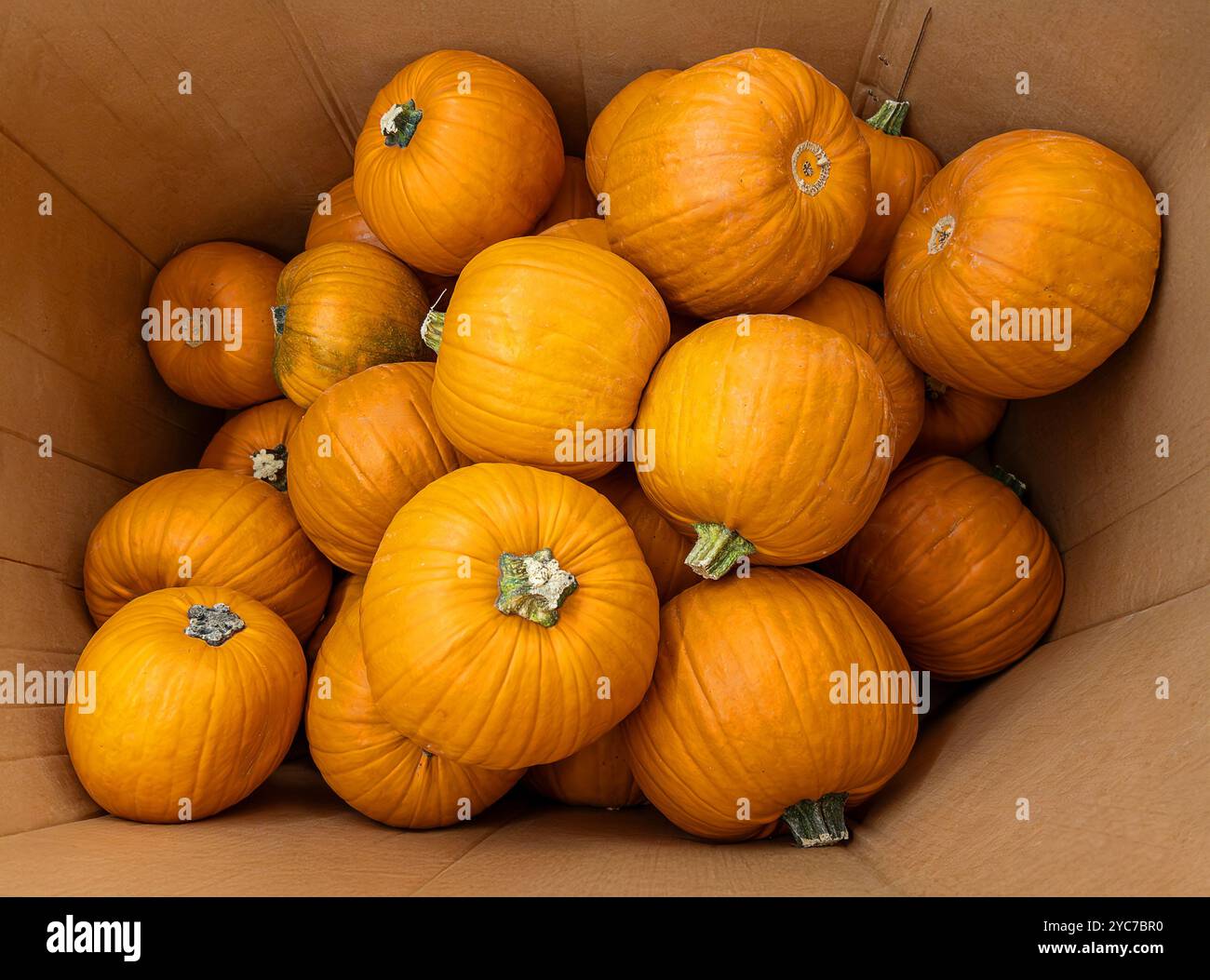 Grandi zucche arancioni adatte per preparare Jack o'Lanterne per il giorno di Halloween. Zucche arancioni in scatola di cartone nella vista dall'alto Foto Stock