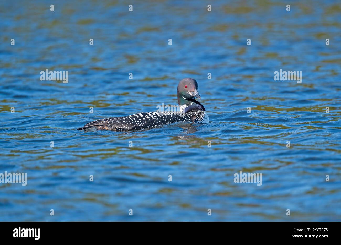 Common Loon che pattuglia il lago sull'East Bearskin Lake nelle acque del confine del Minnesota Foto Stock