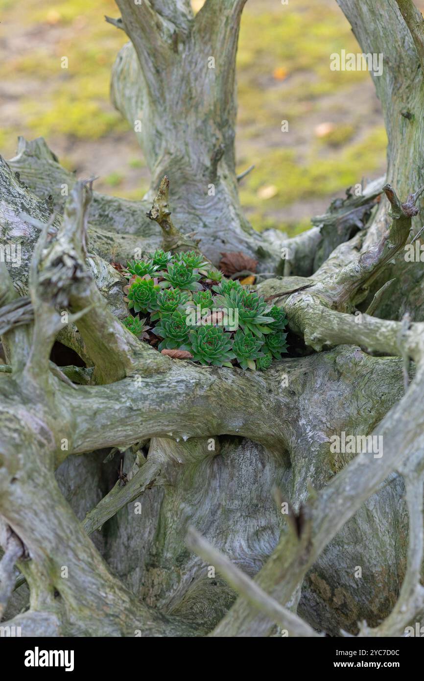 Piante grasse verdi che crescono in mezzo a intricati tronchi di alberi morti in una giornata di sole in natura. Concetto di vita, resilienza e bellezza naturale. Foto verticale Foto Stock