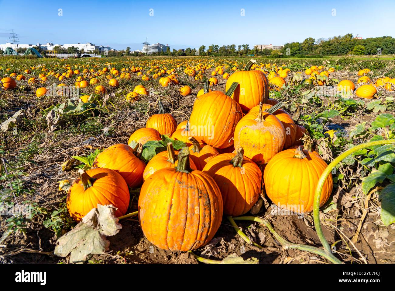 Campo di zucca, zucche mature, poco prima della raccolta, vicino a Neuss, NRW, Germania, Foto Stock