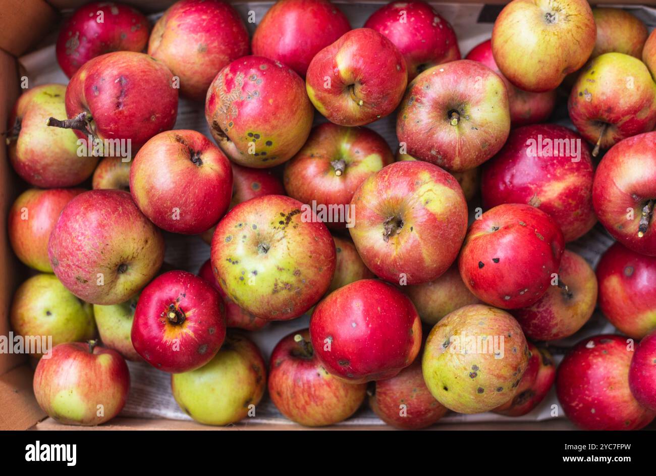 Foto full frame di mele colorate e sane appena raccolte. Foto Stock