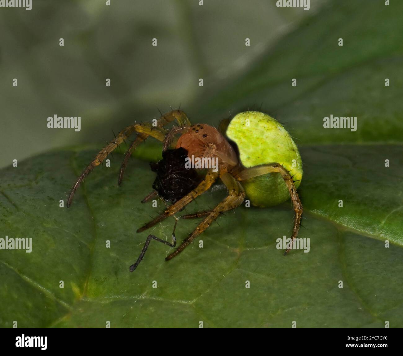 Una femmina adulta di ragno verde cetriolo, Araniella cucurbitina, che cammina lungo una foglia. Sta portando una mosca schiacciata nelle sue mascelle. Primo piano e insolito. Foto Stock