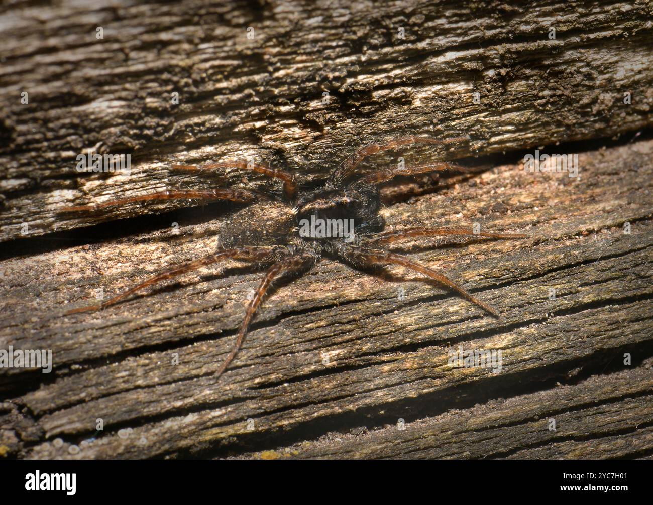 Un ragno lupo maculato, Pardosa amentata, su un pezzo di legno vecchio e incrinato. Questo ragno scuro, peloso e dalle gambe lunghe è molto ben mimetizzato. Foto Stock