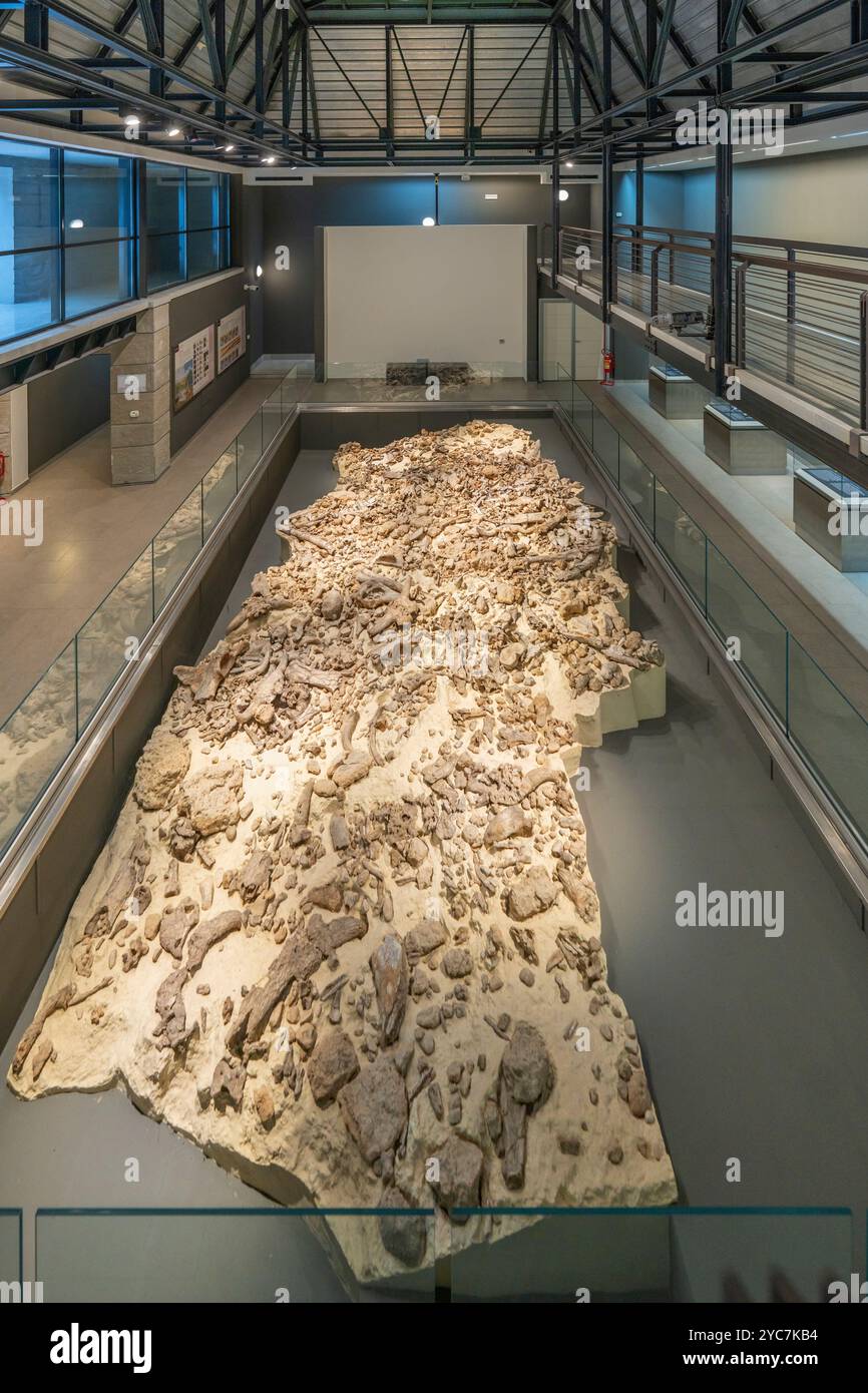 Museo Nazionale del Paleolitico, scavo archeologico la Pineta, Isernia, Molise, Italia Foto Stock