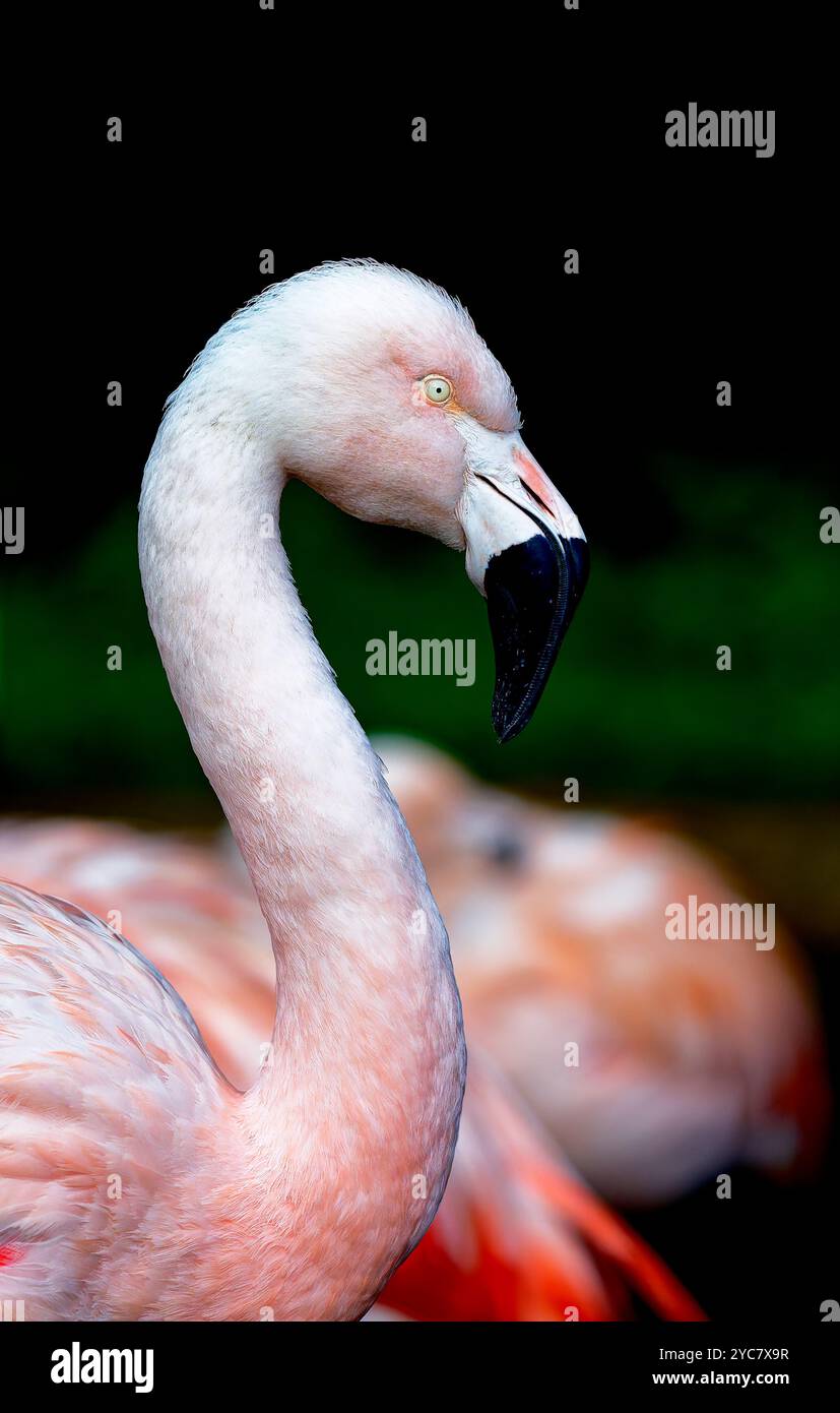 Primo piano di un fenicottero in cattività che mostra il becco seghettato con punta nera e l'occhio bianco. Profondità bassa o campo. Foto Stock