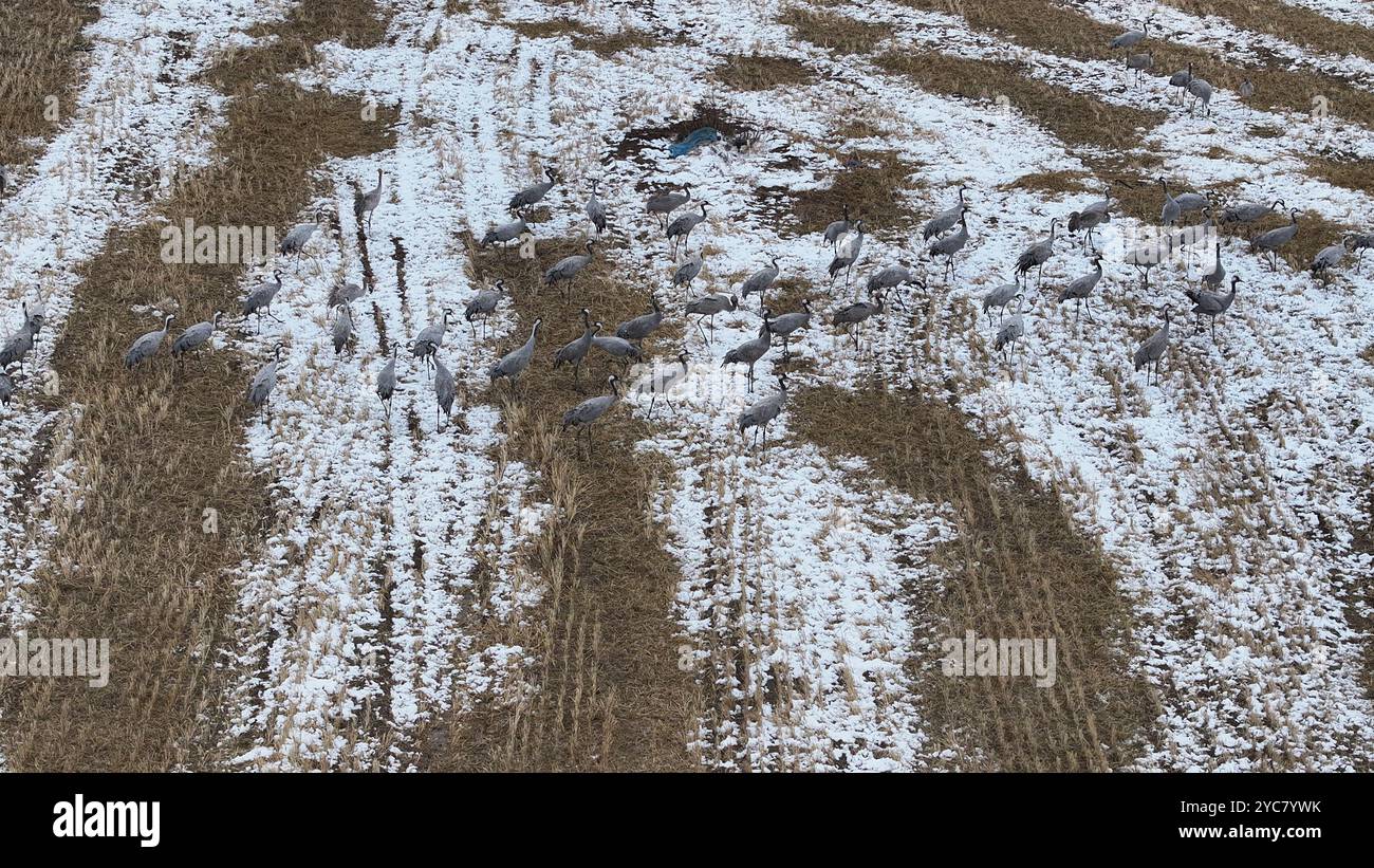 HAMI, CINA - 20 OTTOBRE 2024 - le gru grigie si nutrono e giocano in un campo di stoppia dopo la neve pesante a Barkol, provincia dello Xinjiang, Cina, 20 ottobre 2024. Foto Stock