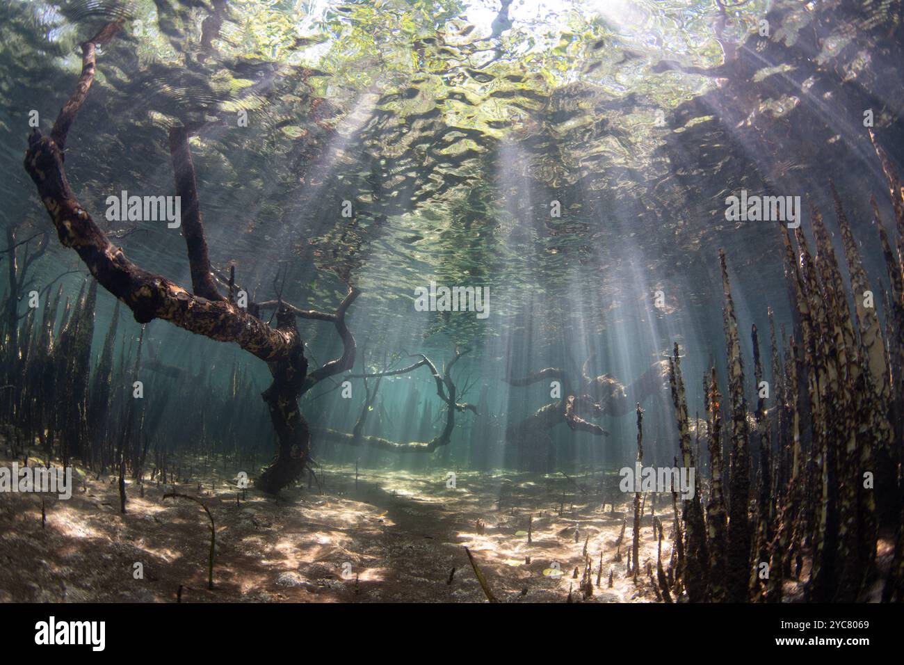 La luce del sole scende in una foresta di mangrovie scura sulla costa di un'isola remota in Indonesia. Le mangrovie fungono da vivai vitali per pesci e invertiti. Foto Stock