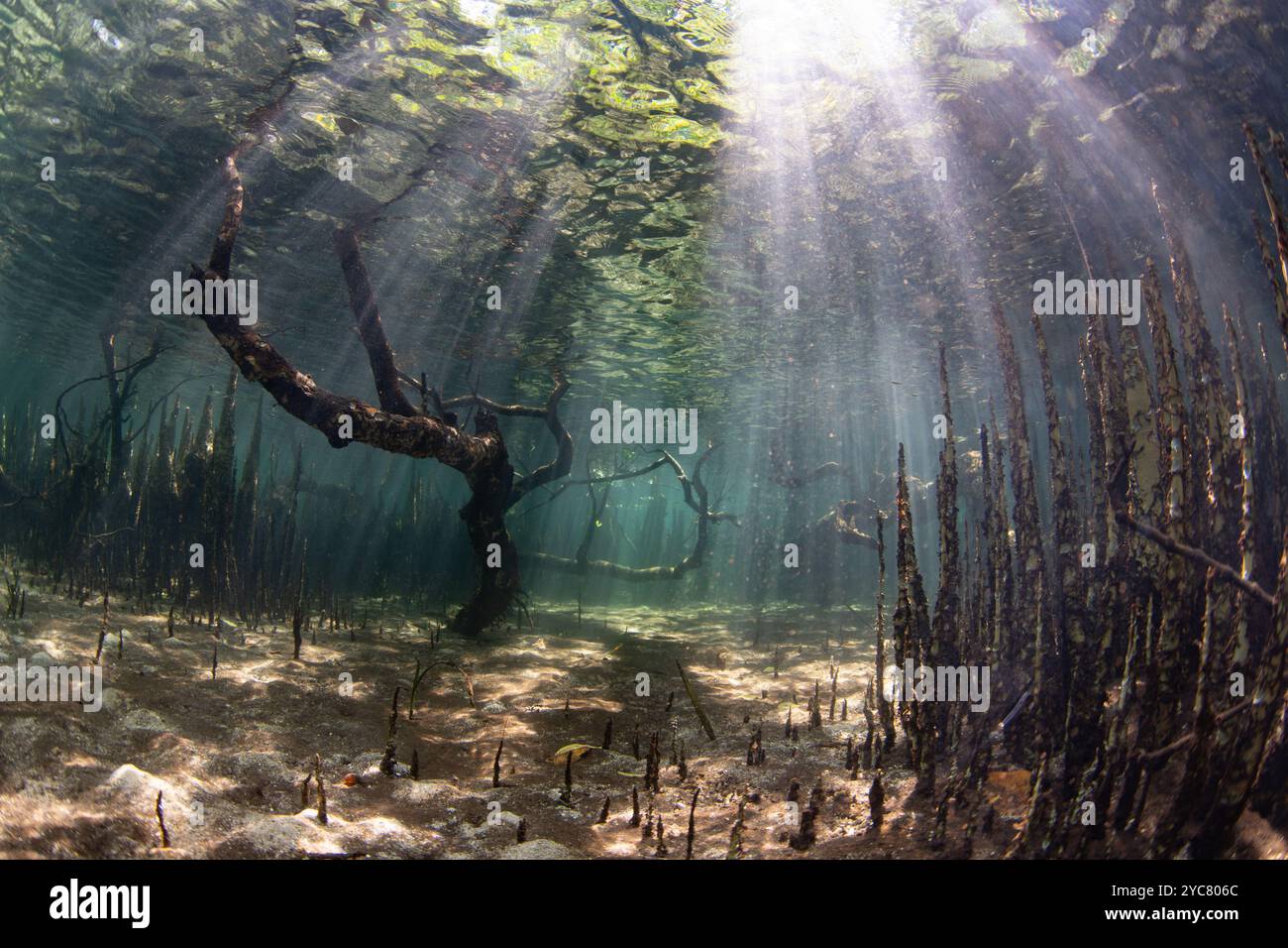 La luce del sole scende in una foresta di mangrovie scura sulla costa di un'isola remota in Indonesia. Le mangrovie fungono da vivai vitali per pesci e invertiti. Foto Stock