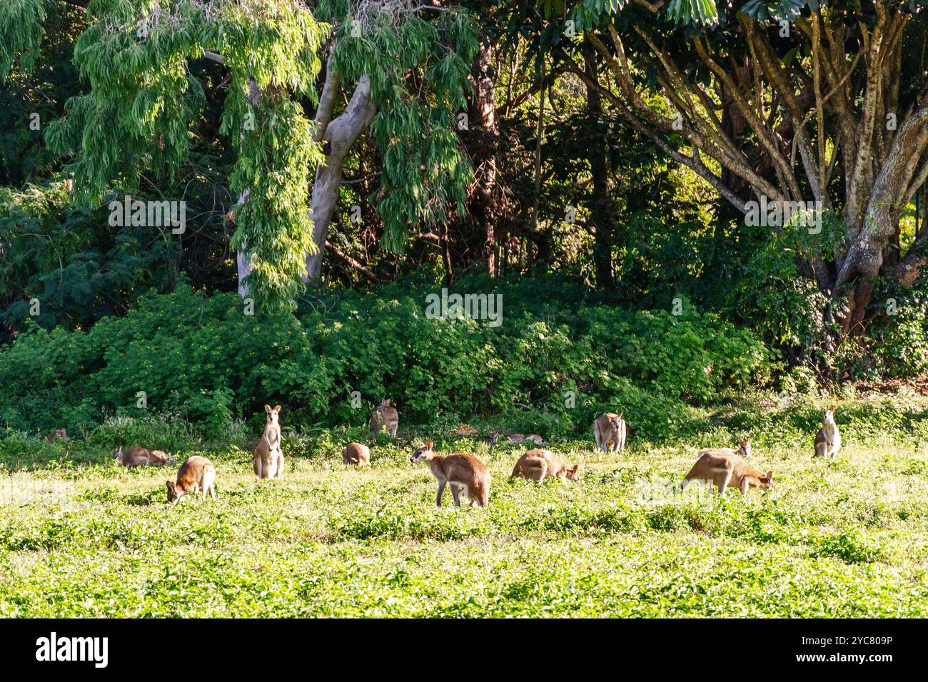 Gruppo di canguri sull'erba, Queensland, Australia. Foto Stock