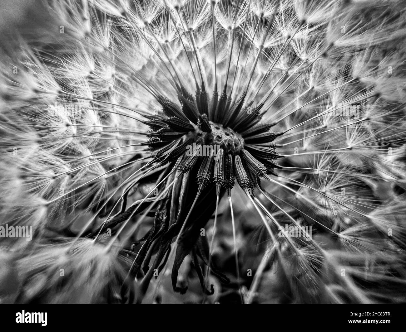 Dentro un fiore di dente di leone - Immagine stock catturata con smartphone