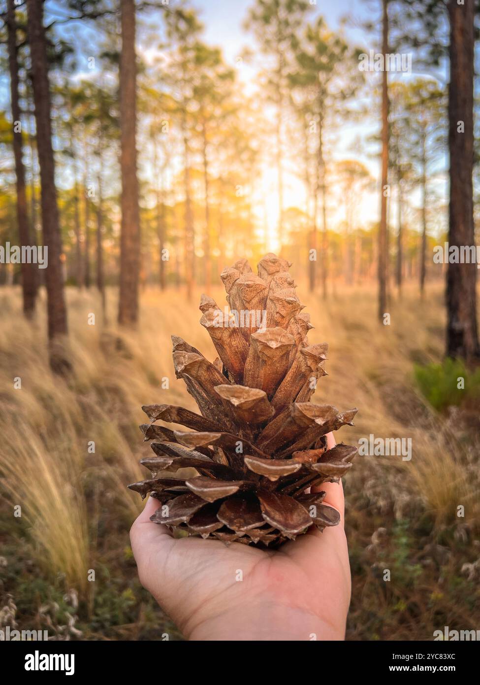 Pine Cone in Hand, Carolina Beach State Park, North Carolina, Stati Uniti Foto Stock