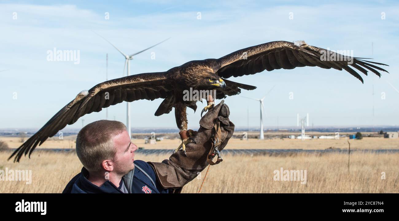 9 febbraio 2016 - il gestore dell'aquila di Auburn, Andrew Hopkins, tiene Nova, (aka War Eagle 7) una Golden Eagle di 16 anni prima di un volo alla NWTC. Le aquile, i formatori e un veterinario dell'Università di Auburn partecipano alla ricerca per aiutare il National Renewable Energy Laboratory del Dipartimento dell'energia degli Stati Uniti a sviluppare un radar e sistemi visivi che impediscono l'impatto degli uccelli con le turbine eoliche. La ricerca è un progetto di collaborazione con Laufer Wind, Boulder Imaging, RES America, NREL e Università di Auburn. (Foto di DENNIS SCHROEDER / NREL) Vedi anche gli Eagles partecipano al Colorado Wind turbin Foto Stock