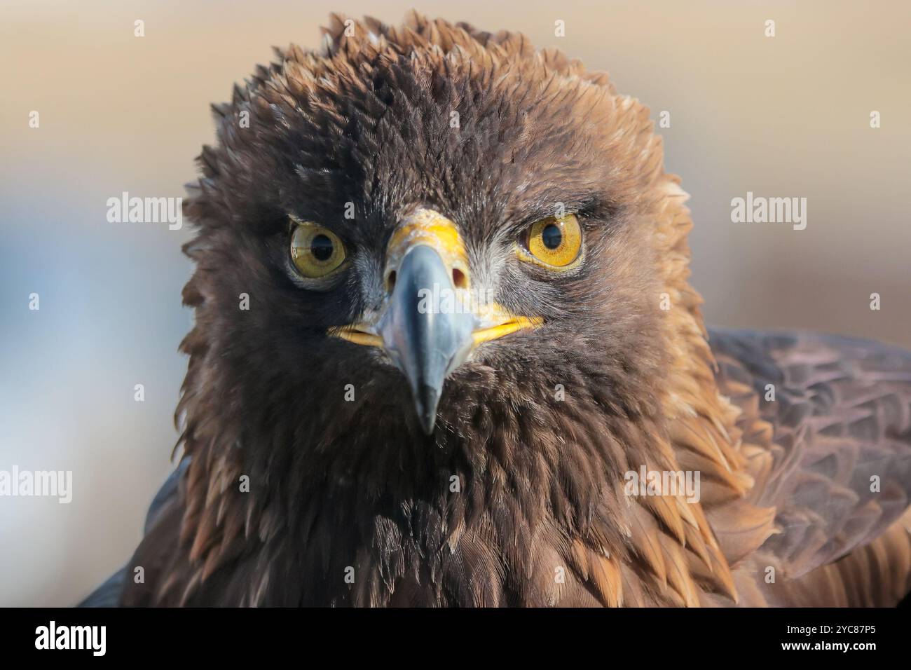 10 febbraio 2016 - Nova un'aquila d'oro di 16 anni al National Wind Technology Center. Le aquile, i formatori e un veterinario dell'Università di Auburn partecipano alla ricerca per aiutare il National Renewable Energy Laboratory del Dipartimento dell'energia degli Stati Uniti a sviluppare un radar e sistemi visivi che impediscono l'impatto degli uccelli con le turbine eoliche. La ricerca è un progetto di collaborazione con Laufer Wind, RES America, NREL e Università di Auburn. (Foto di Lee Jay Fingersh / NREL) Vedi anche Eagles partecipare alla ricerca sulle turbine eoliche del Colorado altre foto dal National Renewable Energy Lab (NREL) Foto Stock