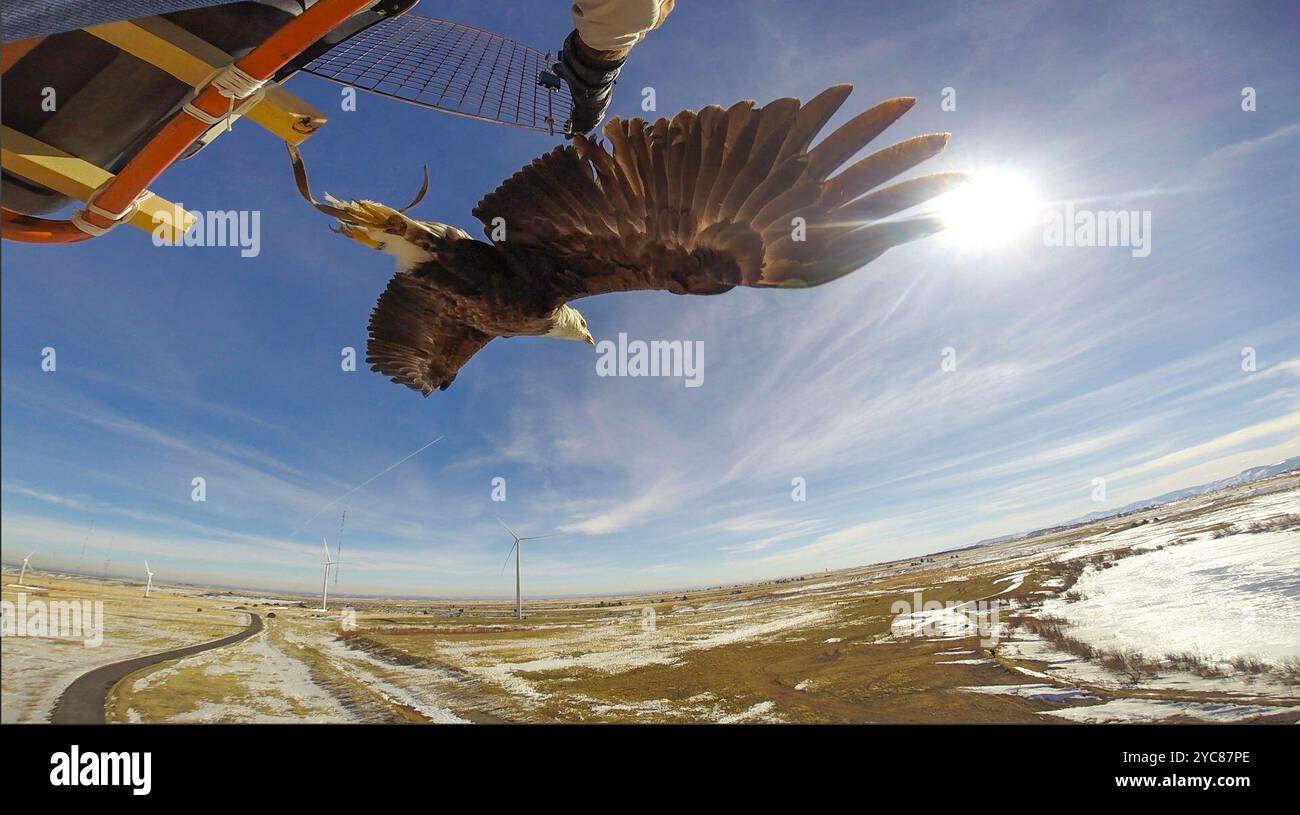 09 febbraio 2016-NREL il ricercatore Jason Roadman e il veterinario Seth Oster rilasciano un'aquila calva da un ascensore durante la ricerca presso il National Wind Technology Center l'aquile dell'Università di Auburn, formatori e un veterinario stanno partecipando alla ricerca per aiutare il National Renewable Energy Laboratory del Dipartimento dell'energia degli Stati Uniti a sviluppare un radar e sistemi visivi che impediscono gli attacchi degli uccelli con le turbine eoliche. La ricerca è un progetto di collaborazione con Laufer Wind, RES America, NREL e Università di Auburn. (Foto di DENNIS SCHROEDER e John de la Rosa / NREL) Vedi anche Eagles partecipano Foto Stock