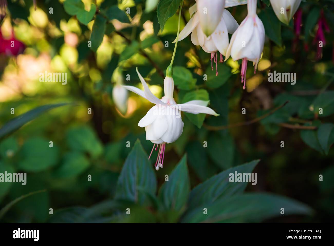 Fiore di Marshmallow rosa fucsia bianca che cresce nell'Estremo Oriente della Russia Foto Stock